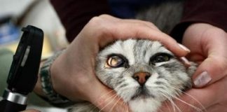 Veterinarska mafija pokrala opremu od 300 000 kuna