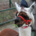 y247378709754285626_4