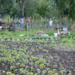 y247397191057605878_1