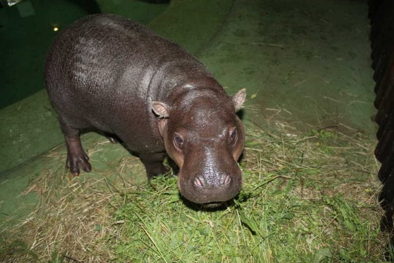 Sezonu kupanja u Maksimiru otvorila simpatična vodenkonjica