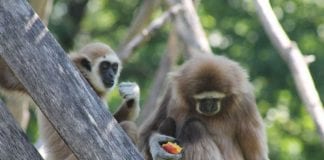 Uoči proslave 2. rođendana gibonica dobila ime Fiona