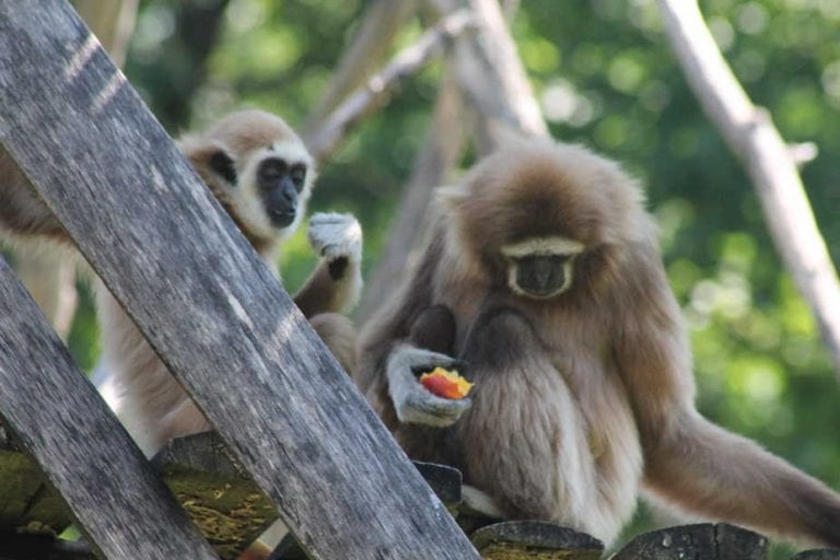 Uoči proslave 2. rođendana gibonica dobila ime Fiona