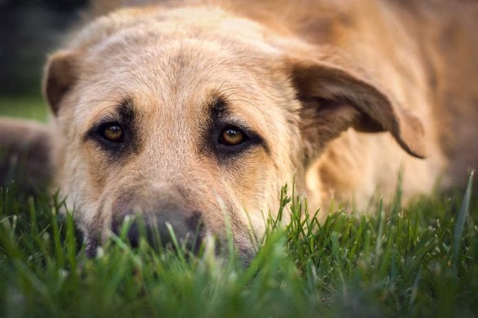 dog-2952026_1280