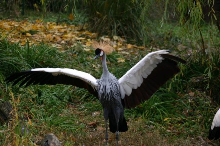 Ples ljudi i životinja