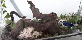 FLORAART: Poskok i riđovka na Bundeku