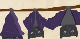 Edukativne šetnje i predstava sa zmajem u Noći šišmiša