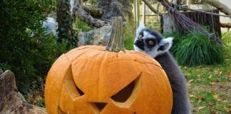 Bundeve pred životinjama: za igru ili pod zub