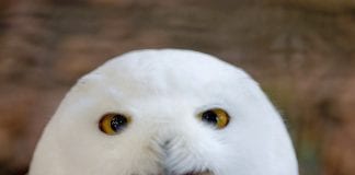 Egzotična zima u Zoo vrtu: Ljuskavi, dlakavi i pernati