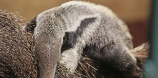 Prvi mravojed rođen u Hrvatskoj