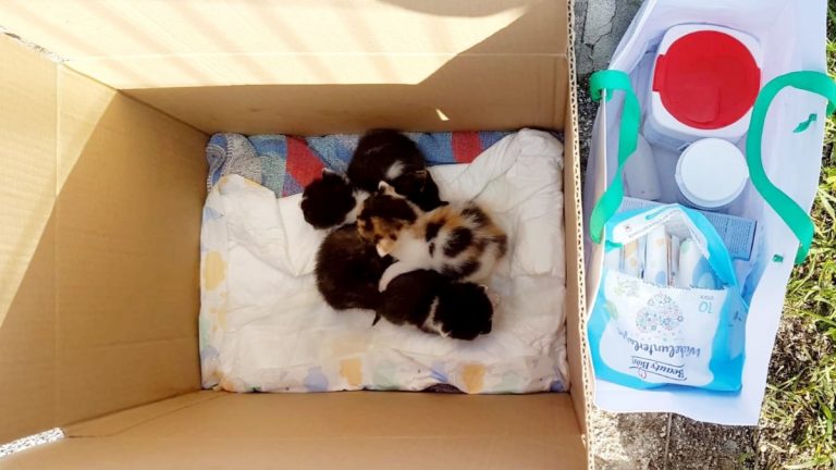 Na ulazu u groblje za kućne ljubimce netko je ostavio četiri mačića