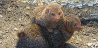 Ljubavna priča iz Zoološkog vrta nešto je najslađe što ćete danas čuti