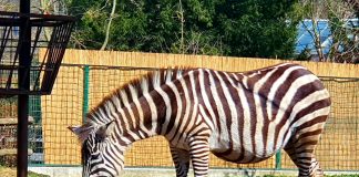Neodoljivo prugasto pojačanje u zagrebačkoj obitelji zebri