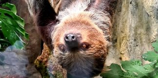 Par ljenivaca stigao u Divlje srce grada