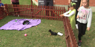 Azil Dumovec otvorio vrata građanima i privukao mnoštvo zaljubljenika u životinje