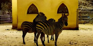 Više od 40 000 građana uživalo u Polarnom adventu u Divljem srcu grada