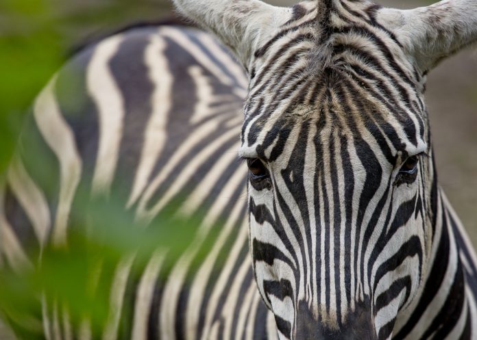 Dan planeta Zemlje 2