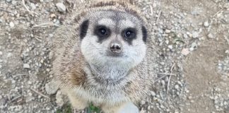 Nova pustolovina pod okriljem noći: posjetite noćni safari u Divljem srcu grada