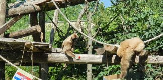 Gibon Kent najavljuje pobjedu Španjolske