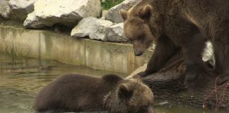 Brat i sestra, Albert i Kveta, smeđi medvjedi, novi su doseljenici Zoološkog vrta Grada Zagreba