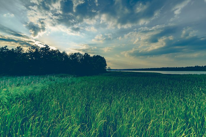 grass-g9bba465af_1920