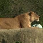 vlcsnap-2023-04-10-20h00m58s080