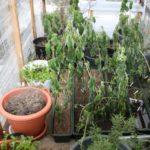 y236316723715190772_4