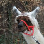 y247378709754285626_3