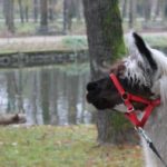 y247378709754285626_9