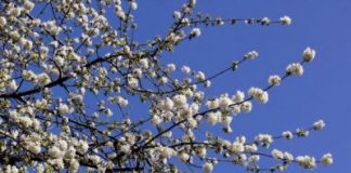 HDZ-u zabranili sadnju trešanja, HNS-u ne!