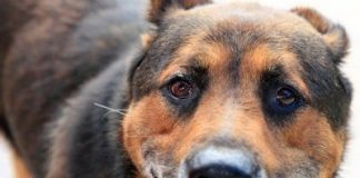 Eutanarizati će ga 21. 9. Hoćete li to dopustiti?