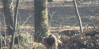 U 2016. godini Folnegovićevo naselje dobit će park za pse