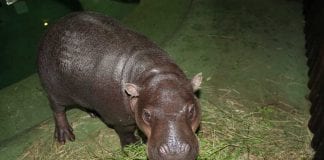 Sezonu kupanja u Maksimiru otvorila simpatična vodenkonjica