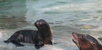 Morski lavić star tri tjedna pokazao zadivljujuće plivačke vještine