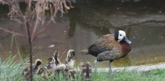 Pačja škola u Maksimiru: Pomladak su dobila dva para utvi
