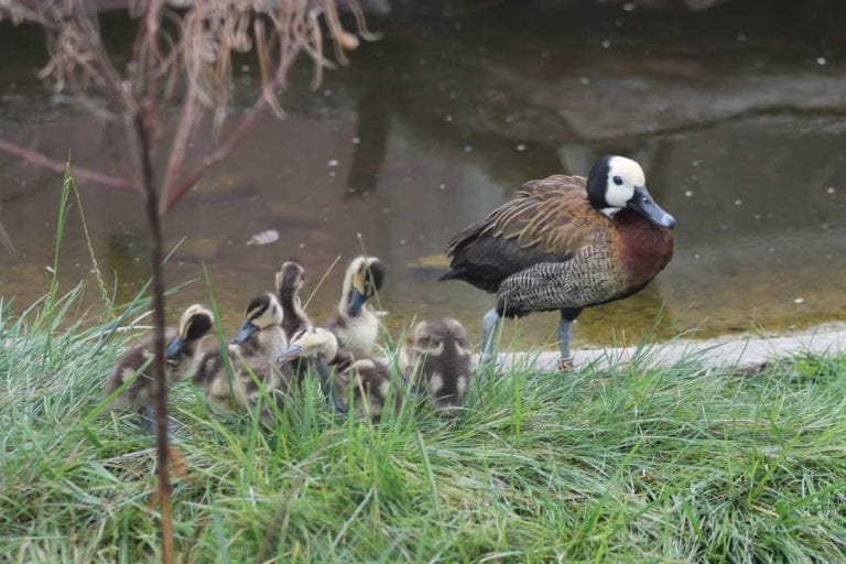 Pačja škola u Maksimiru: Pomladak su dobila dva para utvi