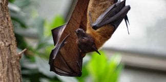 Jezoviti program u Zoološkom vrtu povodom Noći šišmiša