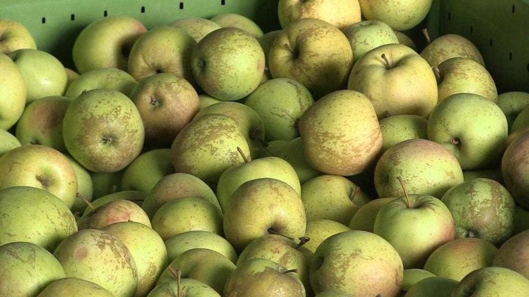 POSJET DELEGACIJE AZERBAJDŽANA: Obišli voćnjak OPG-a Ivković koje se bavi proizvodnjom i preradom jabuka