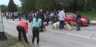 NIŠTA OD REKORDA: Zagrepčanin Niko nije uspio prošetati stotinu pasa istovremeno, na proljeće novi pokušaj