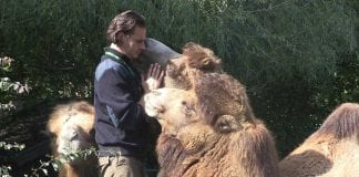 ŽELITE POSTATI TIMARITELJ? Onda valja znati da je to zahtjevan posao pun ljubavi i brige