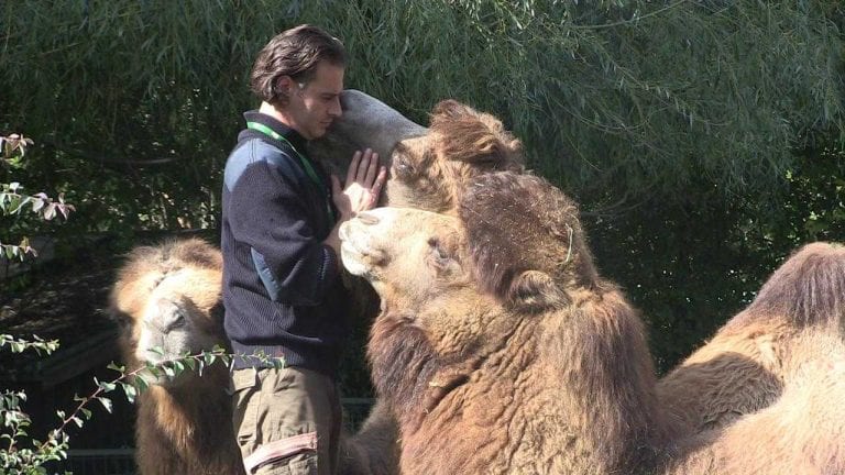 ŽELITE POSTATI TIMARITELJ? Onda valja znati da je to zahtjevan posao pun ljubavi i brige