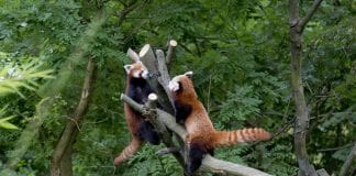 Obilježen je Dan crvenih pandi i u zagrebačkom Zoološkom vrtu