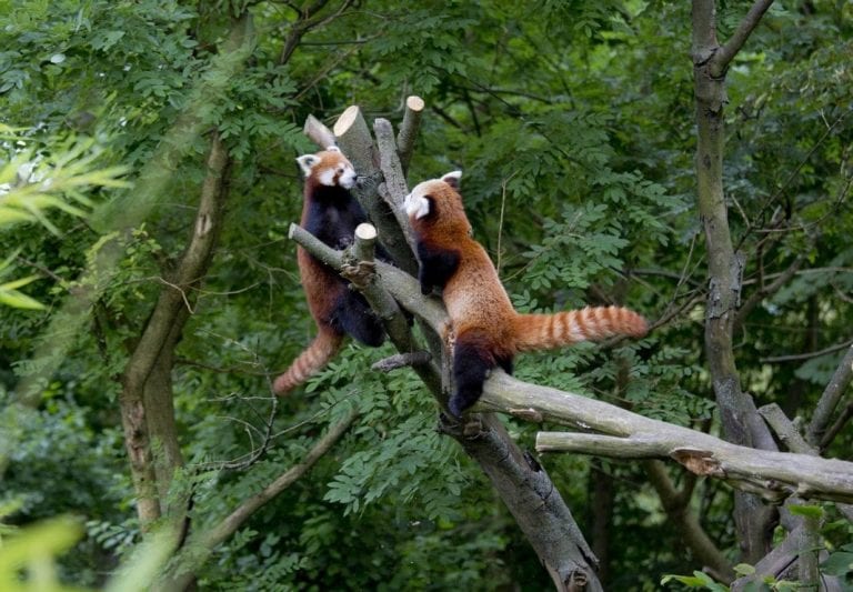 Obilježen je Dan crvenih pandi i u zagrebačkom Zoološkom vrtu