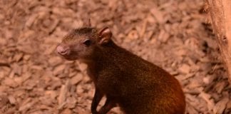 U Zoološkom vrtu grada Zagreba na svijet je došlo mladunče zlatnog agutija