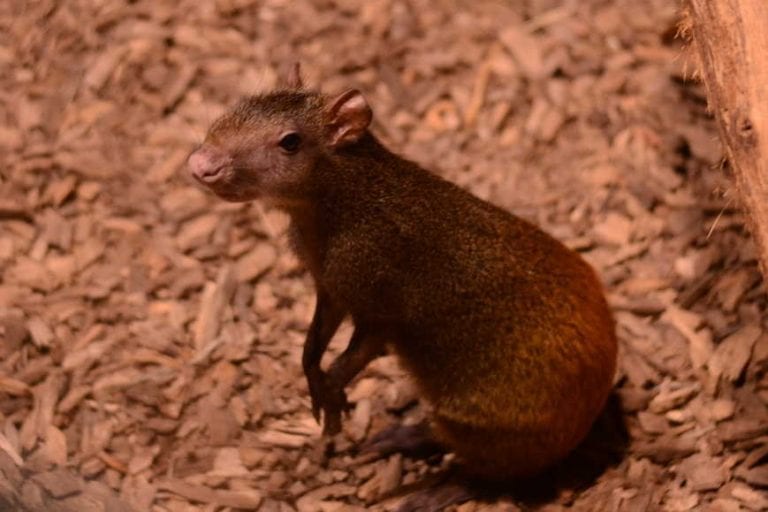 U Zoološkom vrtu grada Zagreba na svijet je došlo mladunče zlatnog agutija