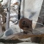 Advent u Zooloskom vrtu_1