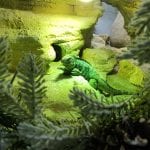 Advent u Zooloskom vrtu_2