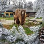 Advent u Zooloskom vrtu_3