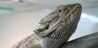 U životinjskom svijetu karneval traje cijelu godinu