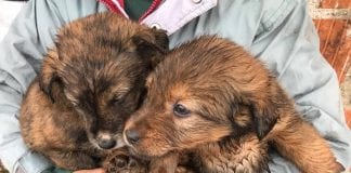 Svjetski dan kastracije