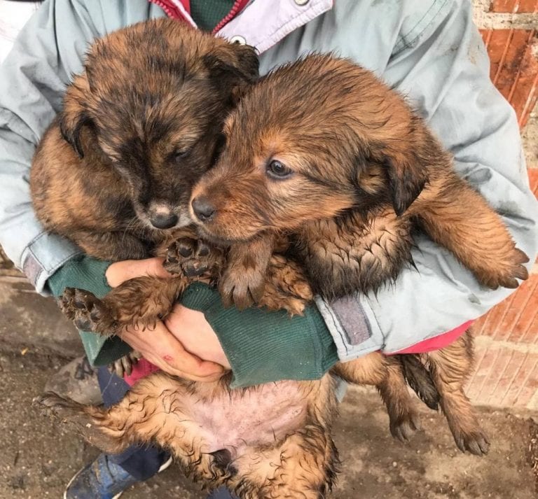 Svjetski dan kastracije